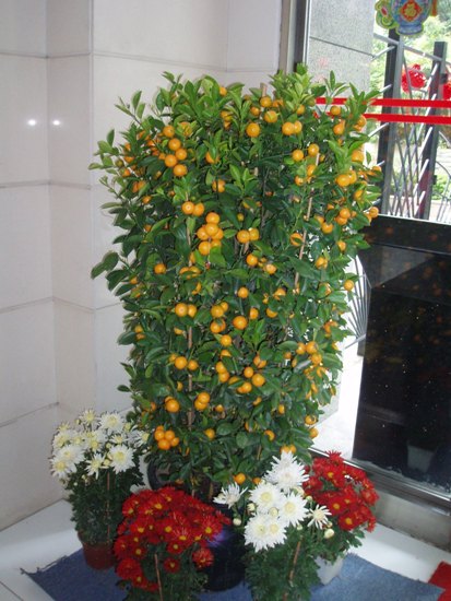 hermosura de la huerta.JPG